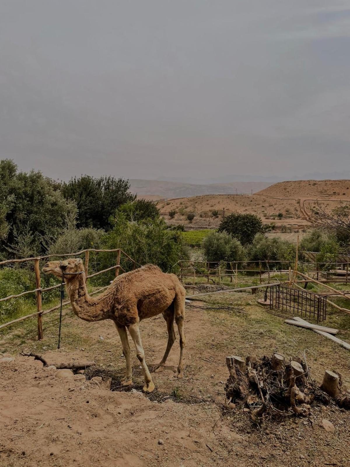 Les Terrasses Du Lac Marrakech Lalla Takerkoust Εξωτερικό φωτογραφία
