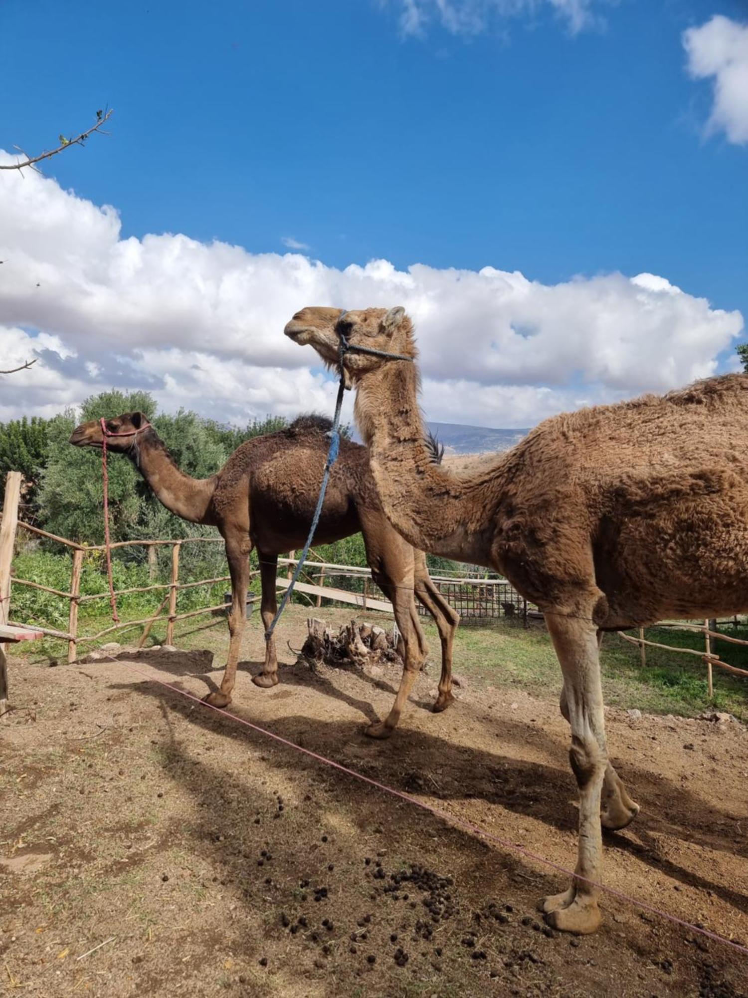 Les Terrasses Du Lac Marrakech Lalla Takerkoust Εξωτερικό φωτογραφία